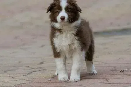 边境牧羊犬|边境牧羊犬胃病的原因以及诊断要点