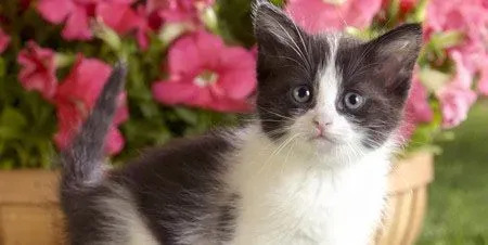 怎么讨猫咪喜欢 8招搞定猫咪喜欢你的怀抱 | 猫