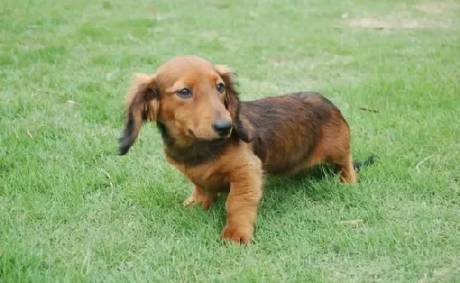 腊肠犬|腊肠犬吃零食到底好不好