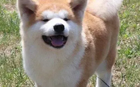 秋田犬|怎样才能让秋田犬不乱咬东西