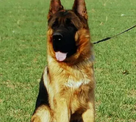 德国牧羊犬|最适合德国牧羊犬的减肥方法有哪些