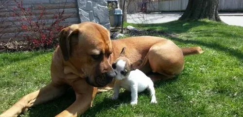 斗牛犬打架  斗牛犬拥有很强的撕咬能力 | 斗牛犬