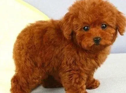 泰迪犬|泰迪犬偶尔流鼻涕打喷嚏是不是感冒了