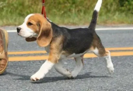 比格犬|神奇功能 比格犬如何医治孤独症的孩子