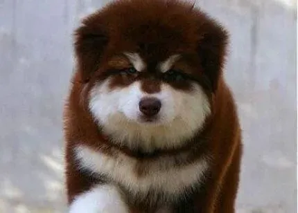 阿拉斯加犬|防治阿拉斯加雪橇犬犬副伤寒的方法