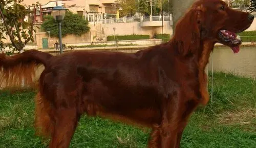 爱尔兰雪达犬的特点 性格坚韧、倔强 | 爱尔兰雪达犬