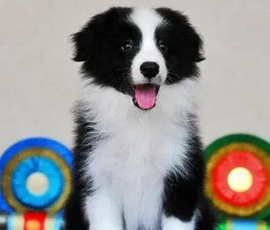 边境牧羊犬|边境牧羊犬掉毛很严重怎么办