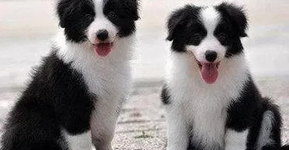 边境牧羊犬|刚抱回来的边境牧羊犬可以重新打疫苗么