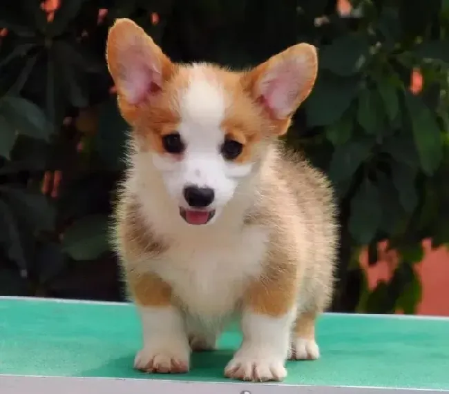 柯基犬|柯基犬驱虫有什么好处呢 什么时候驱虫合适呢