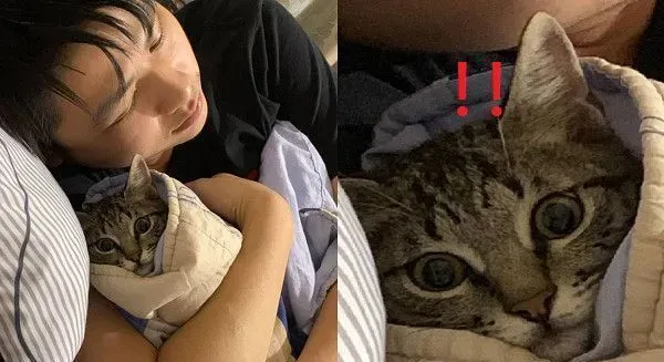 喵被包成生乳捲造型 露出怀疑猫生表情笑翻网友 | 猫