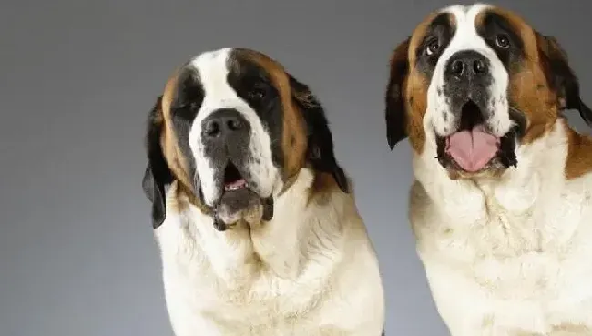圣伯纳犬|清理小卫士之圣伯纳犬洗澡的四个技巧