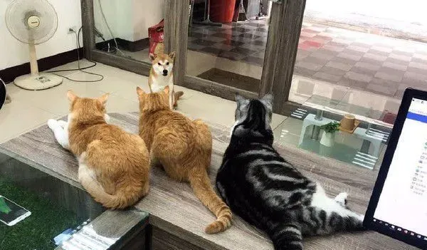 猫狗大战的前哨？ 啊柴严肃盯着桌上3只喵老大 | 狗