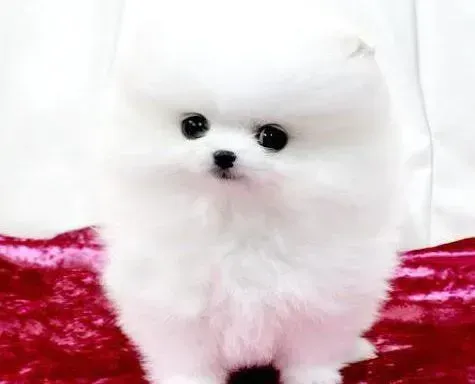 博美犬|博美犬患有鼻炎应该如何治疗