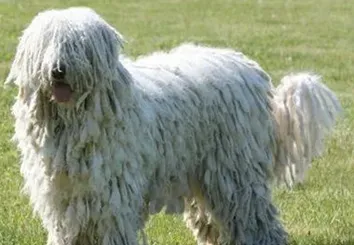 可蒙犬的形态特征 幼犬的被毛相对柔软 | 可蒙犬