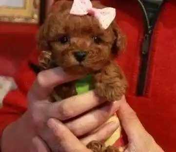 贵宾犬|为什么贵宾犬总是爱舔人