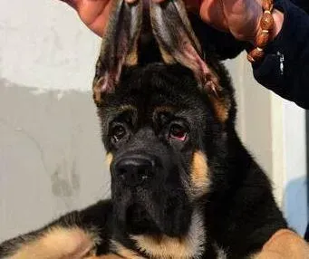 德国牧羊犬|怎样让德国牧羊犬成为社交高手