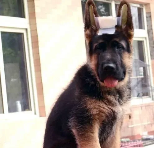 德国牧羊犬|带德国牧羊犬外出旅游的几点提示
