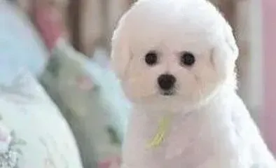 比熊犬|如何培养比熊犬对训练员的亲和力