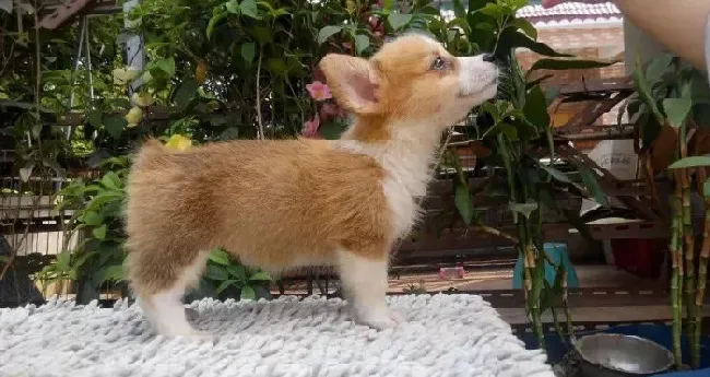 柯基犬|如何在夏季解决柯基犬体味的困扰