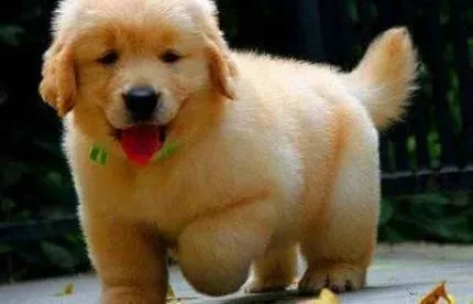 金毛|教大家一些训练金毛犬服从性的小窍门