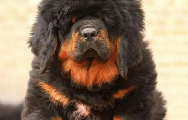 藏獒|我家藏獒患上犬瘟了应该用什么方法治愈它