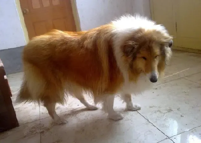 苏格兰牧羊犬|苏格兰牧羊犬冬季饲养细则简介