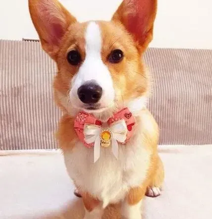 柯基犬|柯基犬没有感染细小和犬瘟就是咳嗽怎么办