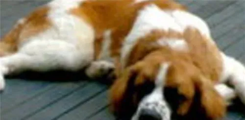 圣伯纳犬好还是中亚牧羊犬好 根据个人喜欢和爱好 | 圣伯纳犬