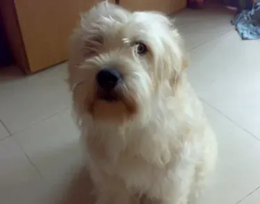 软毛麦色梗怎么养 不要给该犬喝牛奶 | 软毛麦色梗