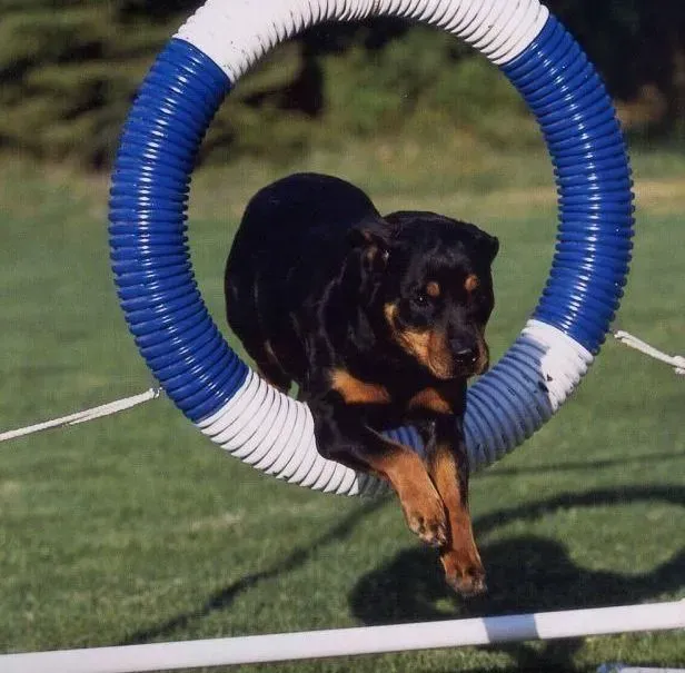 罗威纳犬|科学照顾罗威纳犬的一些常识