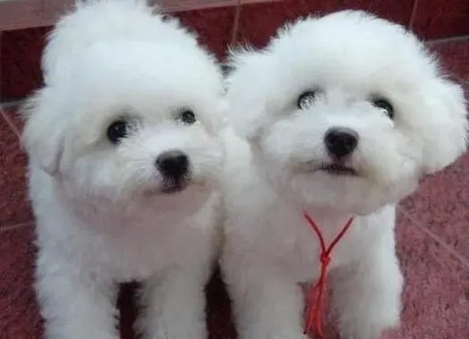 比熊犬|带着比熊犬回家前须知