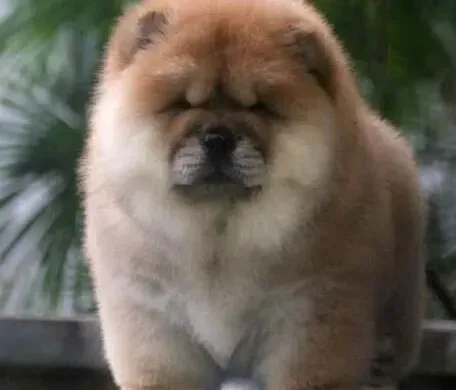 松狮犬|松狮犬不爱吃饭怎么办，如何让松狮犬乖乖吃饭