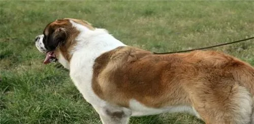 圣伯纳犬好还是中亚牧羊犬好 根据个人喜欢和爱好 | 圣伯纳犬