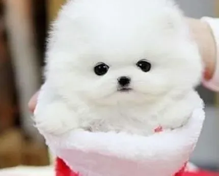 博美犬|零失误训练 纠正博美犬厌食的毛病