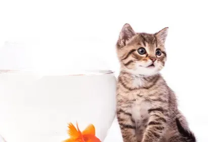 爱洗澡的猫猫 调教猫咪洗澡的技巧 | 猫咪