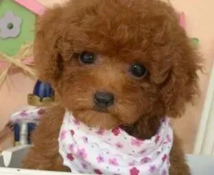 贵宾犬|贵宾犬有些掉毛可以把胎毛剃了吗
