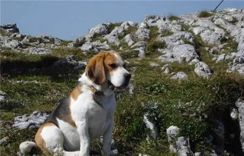 比格犬体味大吗 体味程度适中定期为狗刷牙 | 比格犬