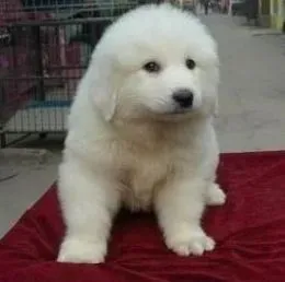大白熊犬|大白熊犬有哪些饮食上的习性