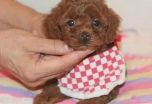 贵宾犬|怎样让贵宾犬不过度的撒娇