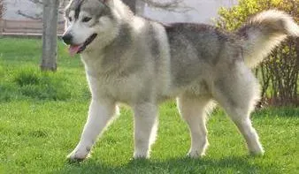 阿拉斯加犬|阿拉斯加犬多钙未必多健康，当心发育性骨病上身