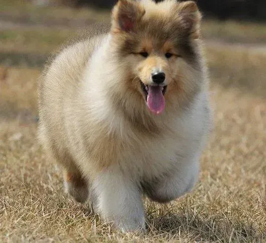 苏格兰牧羊犬|引起苏格兰牧羊犬极度厌食的原因