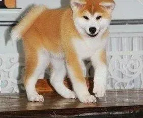 秋田犬|秋田犬美容护理的重要方法分享