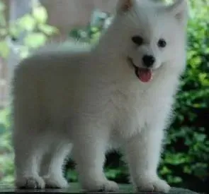 萨摩耶|母性差的萨摩耶母犬应该如何喂养和引导