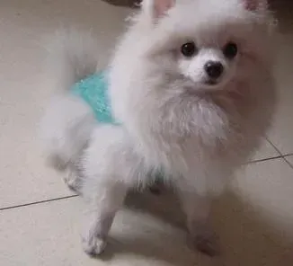 博美犬|如何让博美犬与孩子们一起做游戏