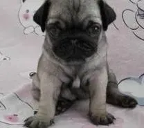 巴哥犬|巴哥犬趾甲劈了，流了很多血怎么办