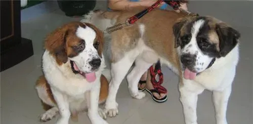 圣伯纳犬对小孩友善程度 圣伯纳犬善良友爱 | 圣伯纳犬