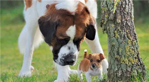 圣伯纳犬听话程度 如何训练让圣伯纳听话 | 圣伯纳犬