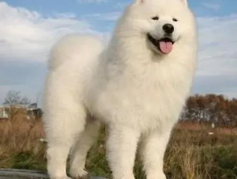 萨摩耶|萨摩耶犬运动训练需要我们注意的五点