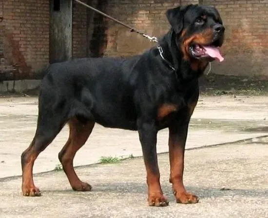 罗威纳犬|罗威纳犬的等级心理