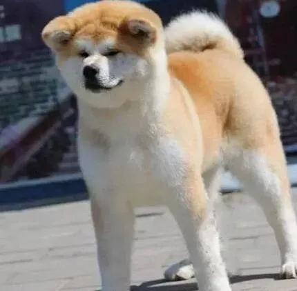 秋田犬|我家秋田犬一天应吃几顿饭合适